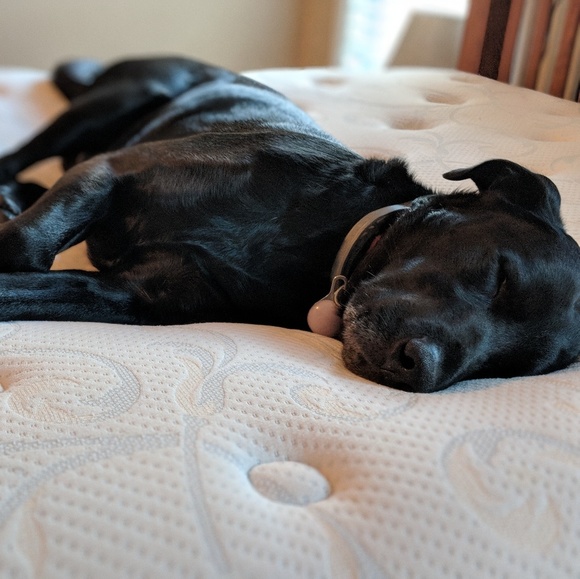 Meet your Posher, Kala - Picture 7 of 7